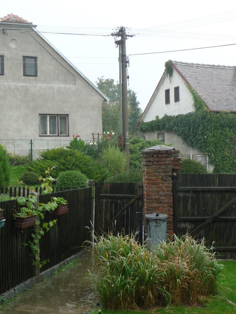 Třibřichy